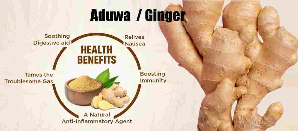 Aduwa: Ginger: Zingiber officinale Benefits, Uses & More!