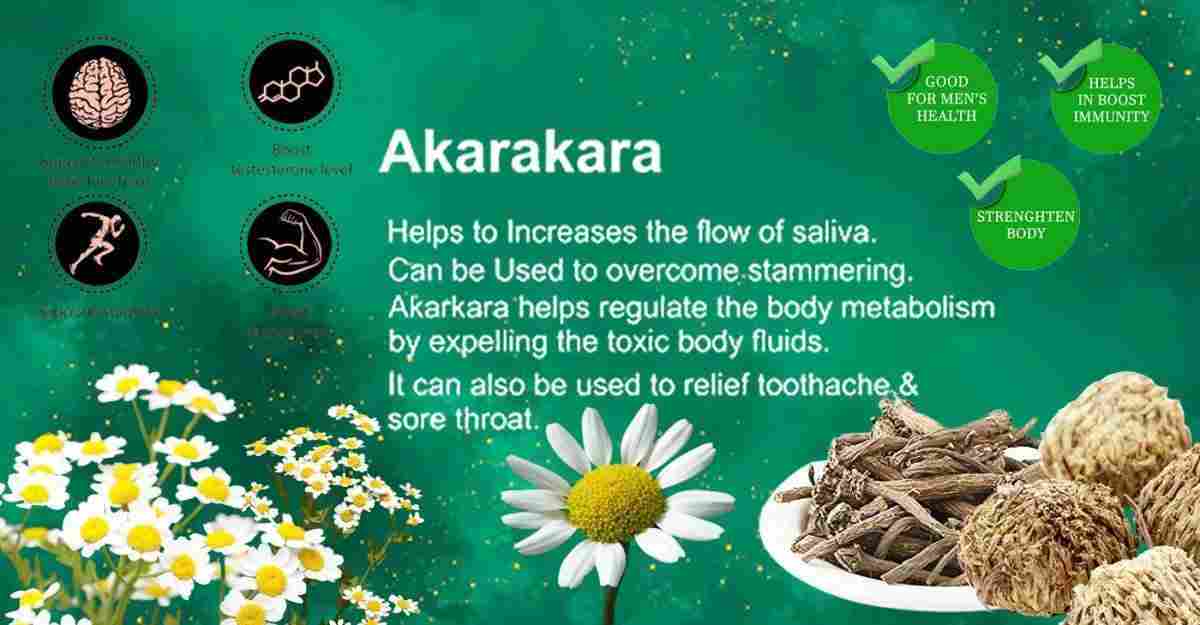 Akarkara: Akalakara Benefits, Uses, and More about Anacyclus pyrethrum