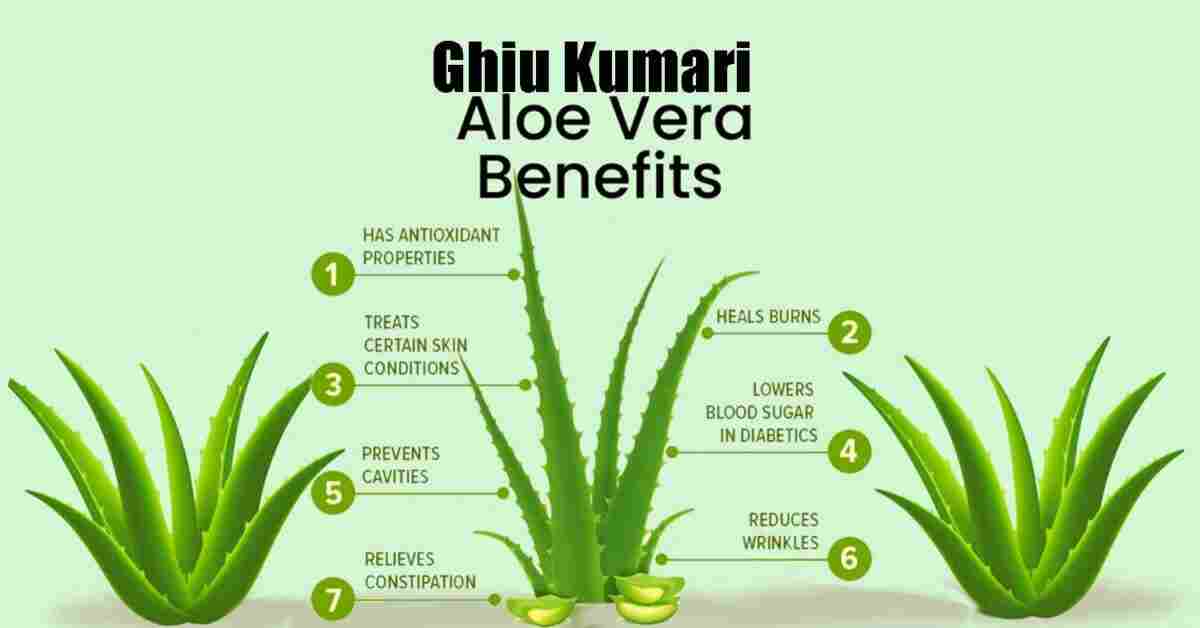 Aloe vera: Ghiu Kumari Benefits, Use And More