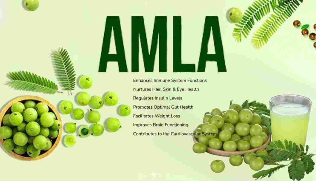 Amala: Phyllanthus emblica: Amla Benefits, Uses And More