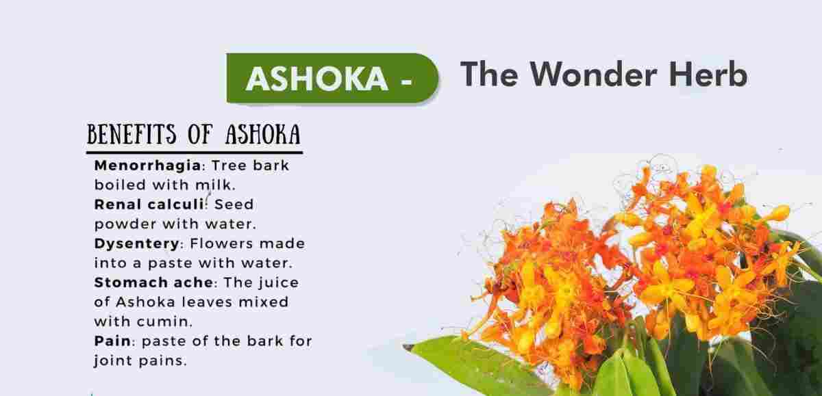 Ashoka: Saraca asoca Benefits, Uses, and More