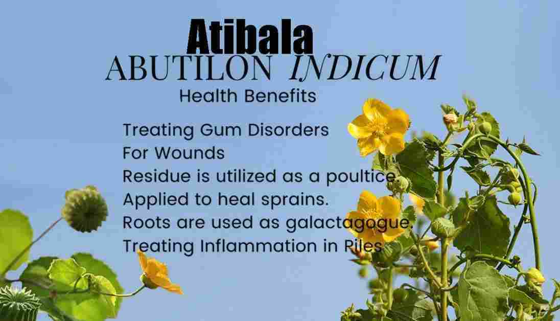 Atibala : Abutilon indicum: Benefits, Uses, And More