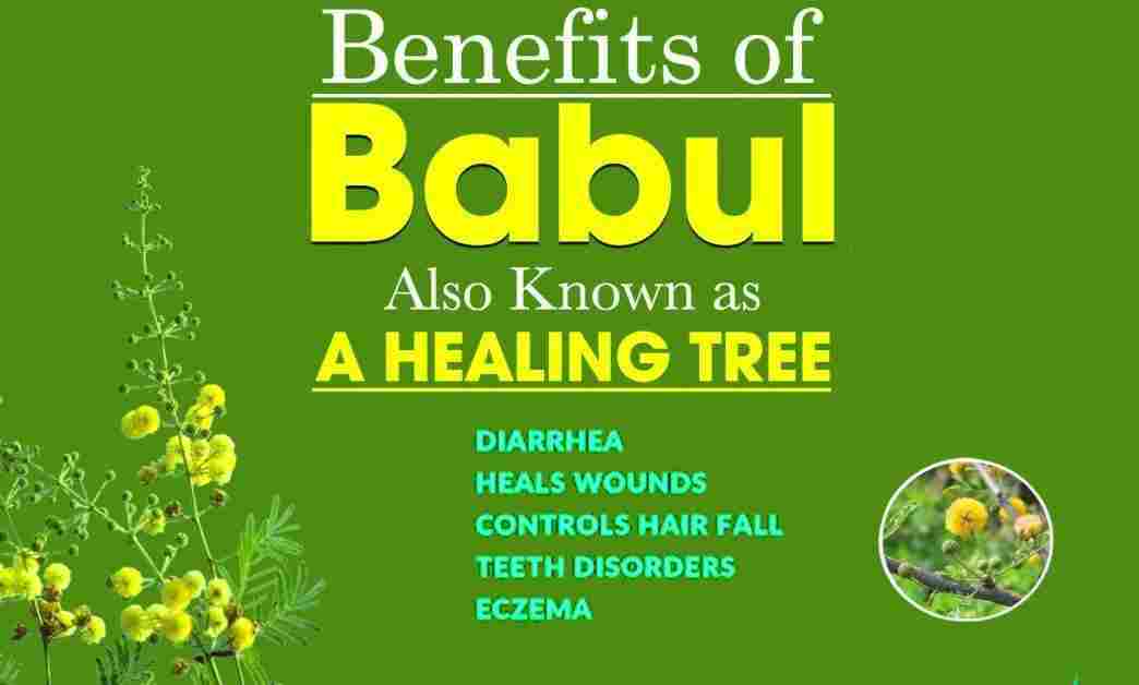 Babool: Exploring Its Uses, Benefits, and Beyond