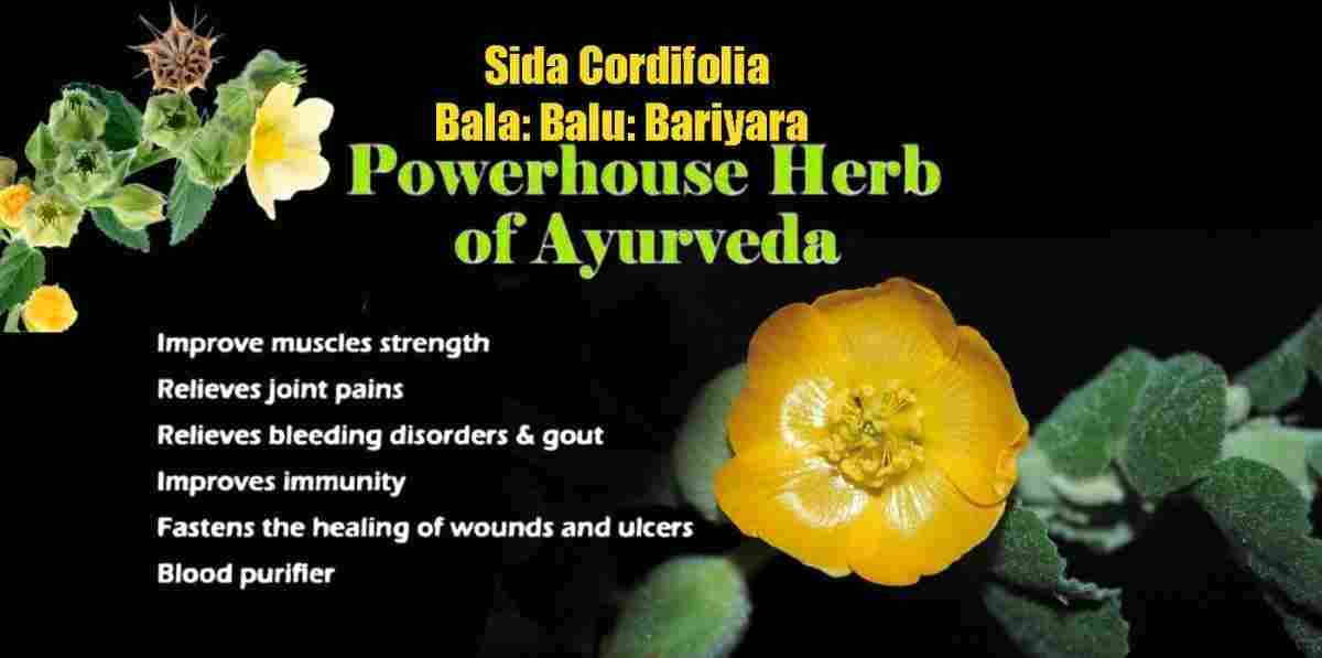 Bala: Balu: Bariyara: Sida Cordifolia Benefits, Use &More