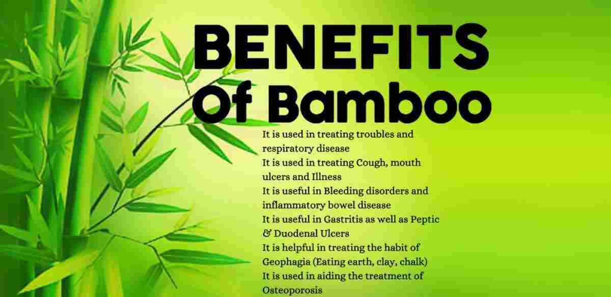 Bamboo: Bans: Bambusa vulgaris Benefits, Uses, and Wonders
