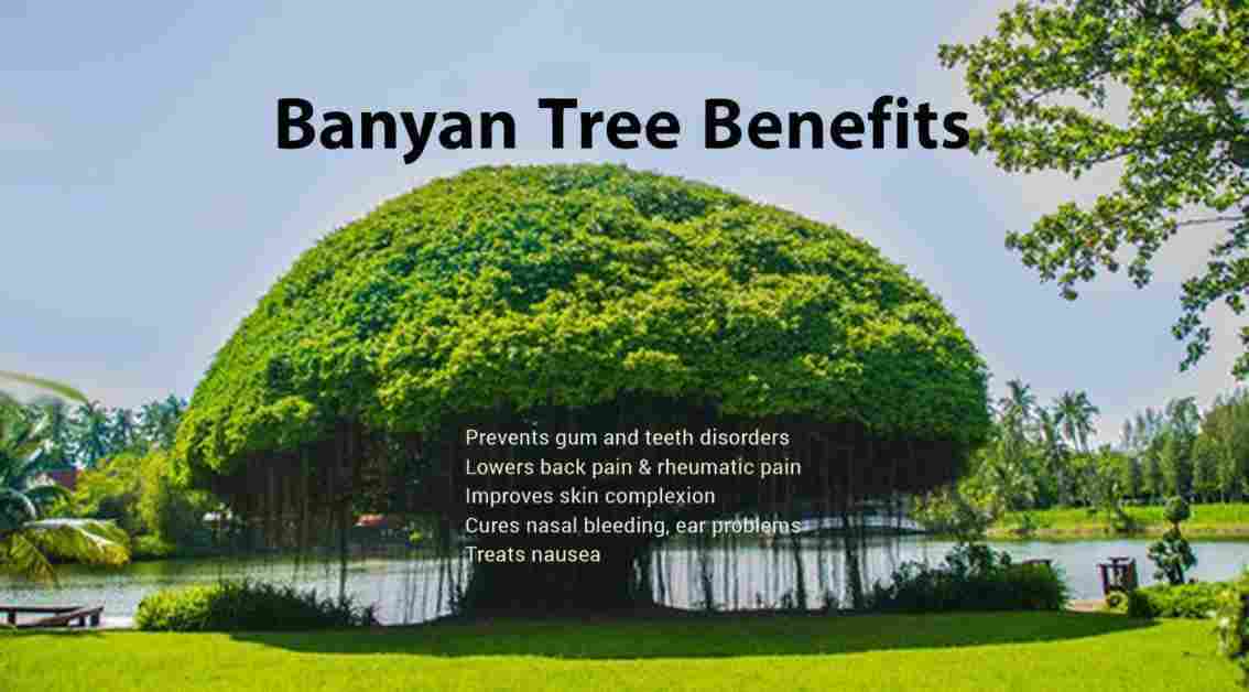 Bar: Ficus benghalensis : Banyan: Uses, Advantages, and More