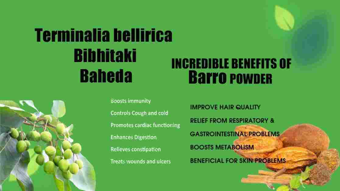 Barro: Terminalia bellirica: Bibhitaki: Baheda Benefits, Uses and More