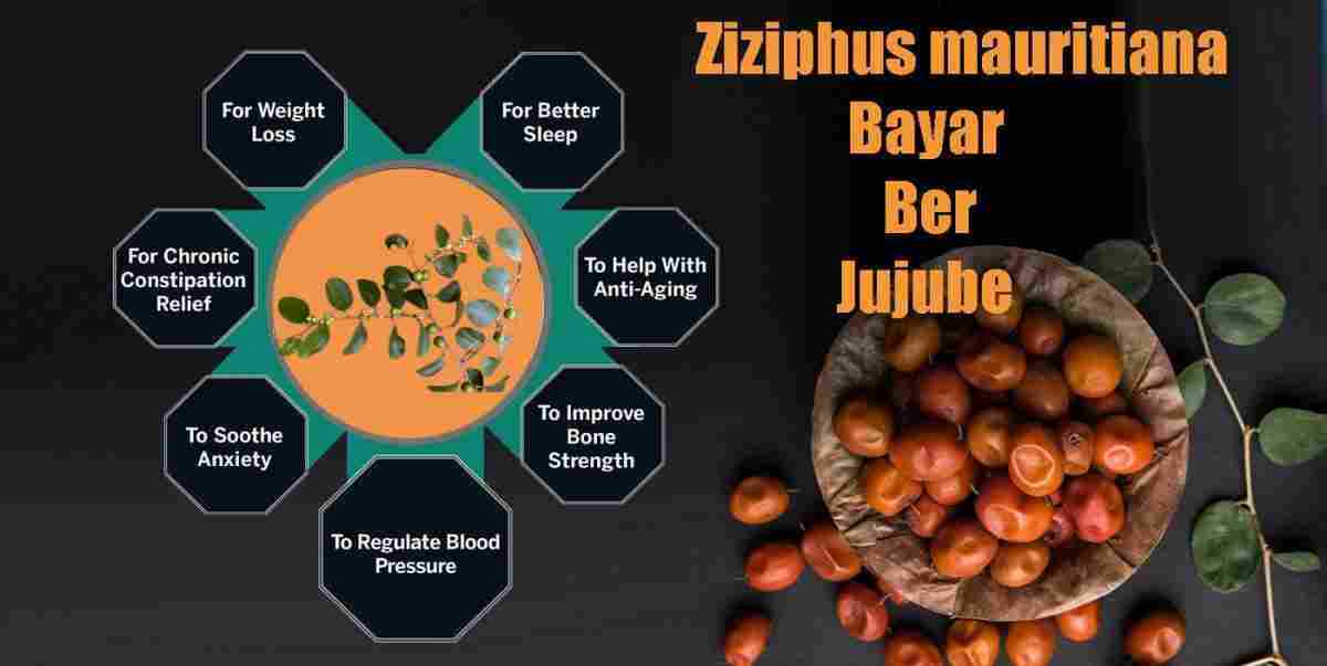 Bayar: Ber: Ziziphus mauritiana; Jujube Benefits, Uses And More