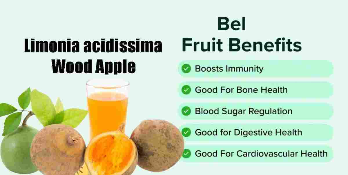 Bel: Wood Apple, Limonia acidissima Uses, Benefits, and More