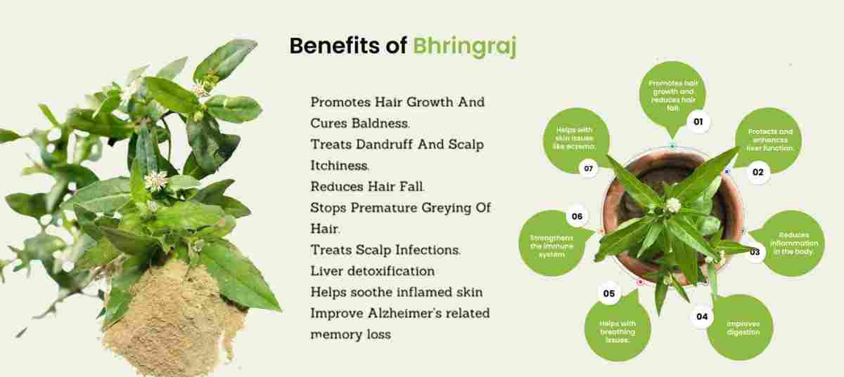 Bhringraj: Eclipta Alba Uses, Benefits, and Dosage
