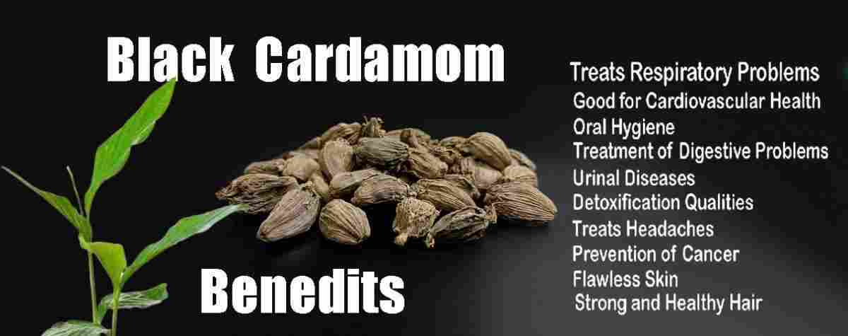 Black Cardamom: Unlocking Its Power - Exploring Uses, Benefits, and Beyond