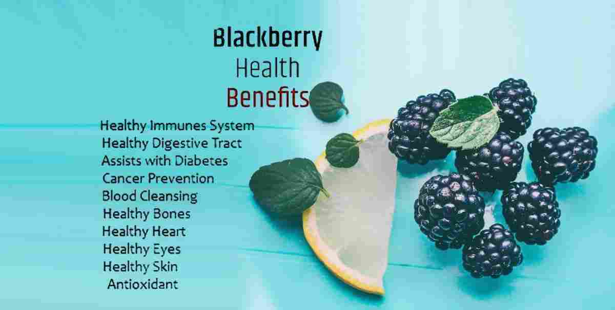 Blackberry: Exploring Its Uses, Benefits, and Precautions