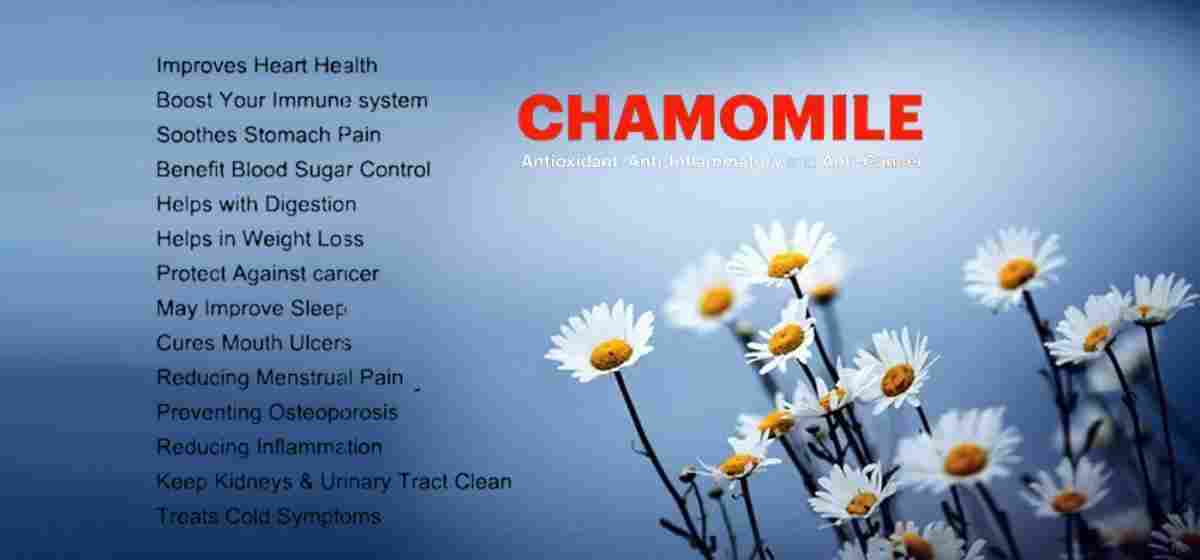 Chamomile: Damini Ful: Matricaria chamomilla Benefits & More