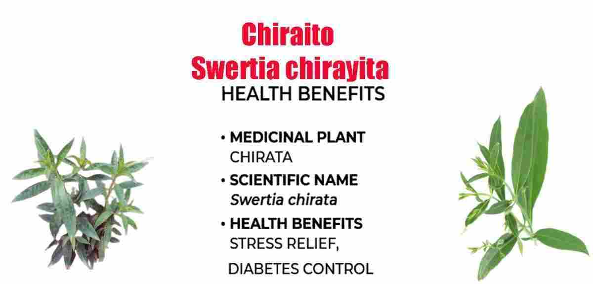 Chiraito: Swertia chirayita: Chirata Benefits, Uses & More