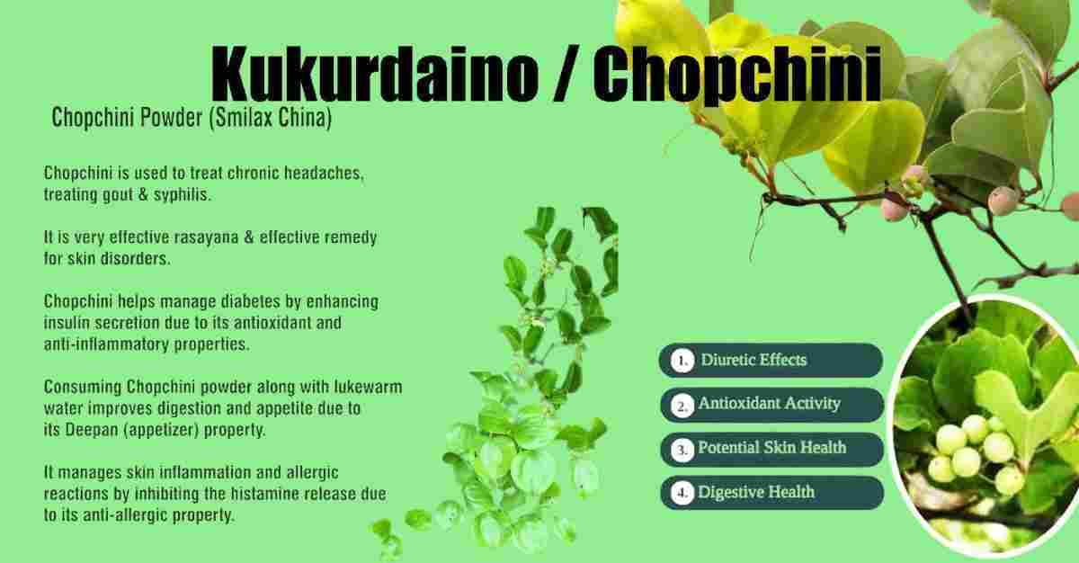 Chopchini, Sarsaparilla, Smilax china, Benefits, Uses & More!