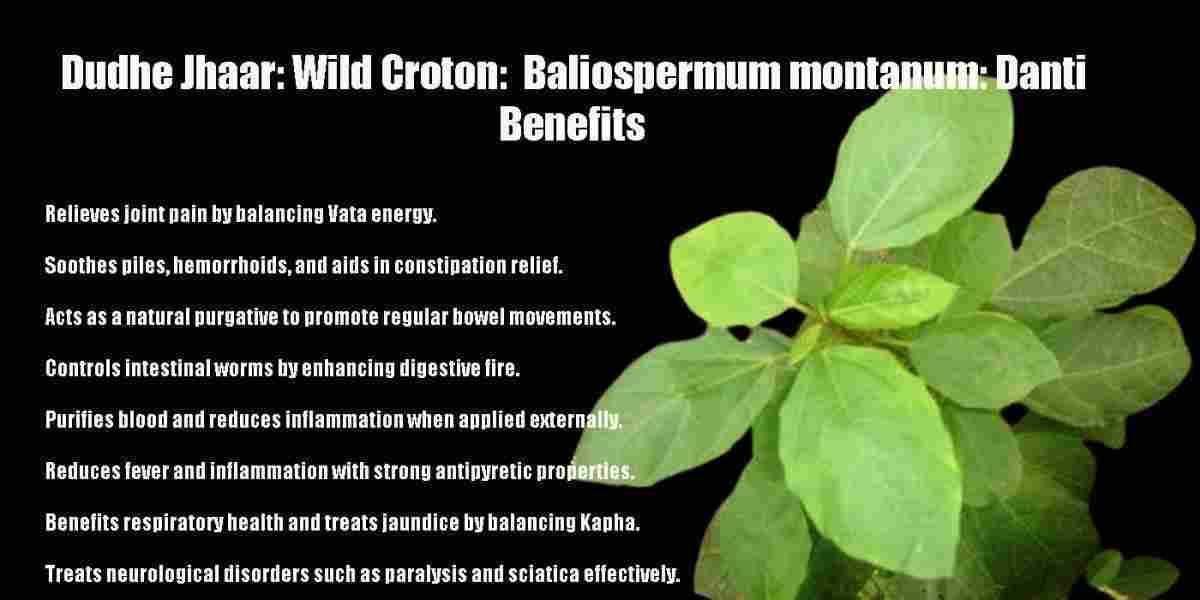 Dudhe Jhaar: Wild Croton: Baliospermum montanum: Danti Benefits & More!