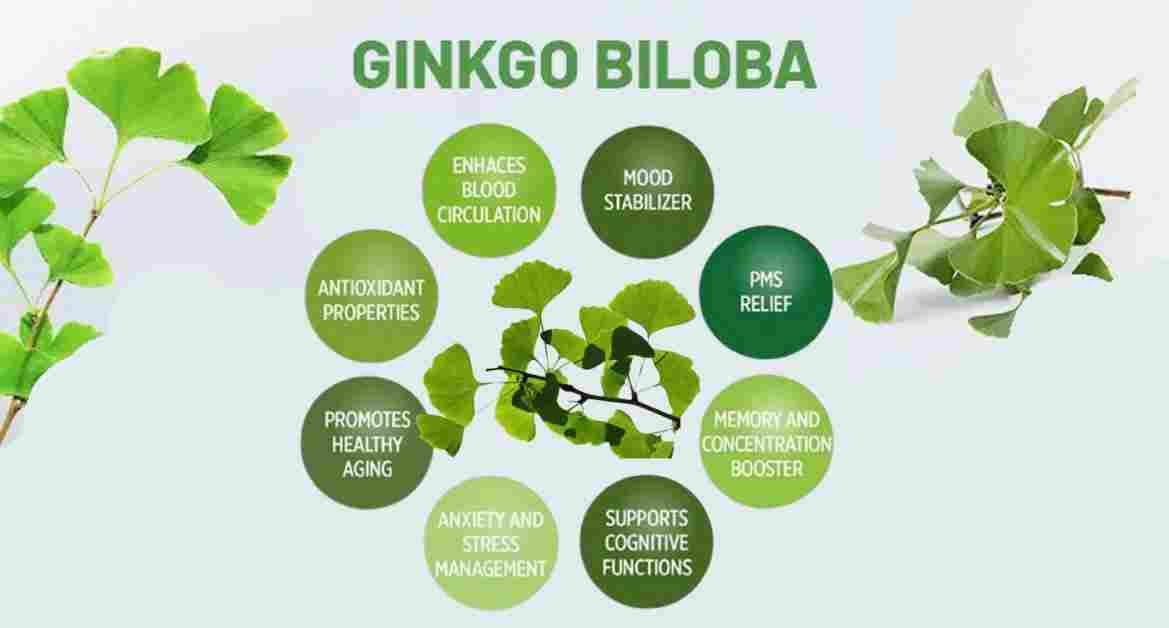 Ginkgo biloba Benefits, Uses and More!