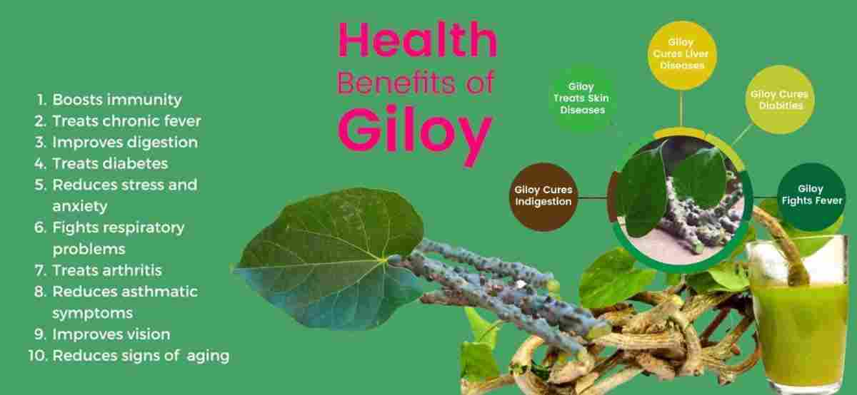 Gurjo: Giloy: Guduchi: Tinospora cordifolia Benefits & Many More!