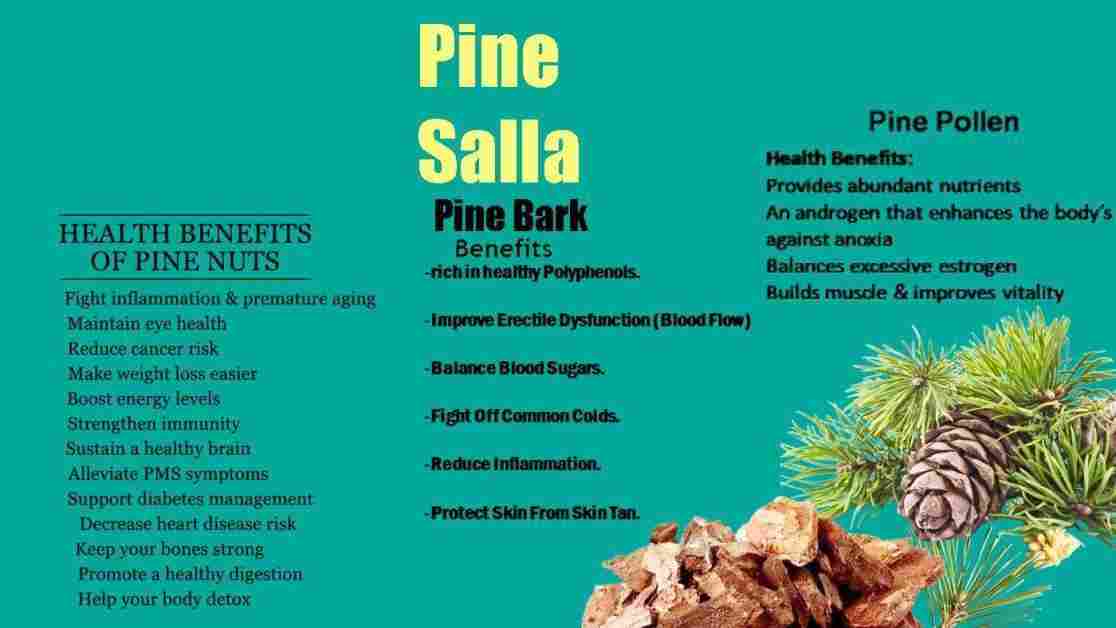 Salla: Pine Tree: Pinus longifolia Benefits, Uses & More!