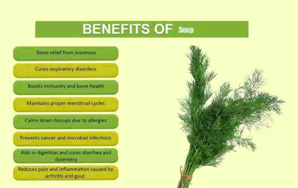 Soup: Anethum sowa: Dill Benefits, Uses & More