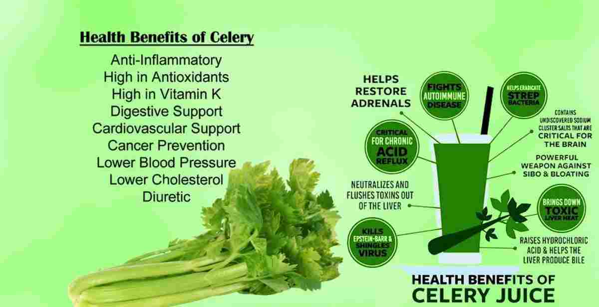Celery: Apium graveolens Benefits, Uses and More!