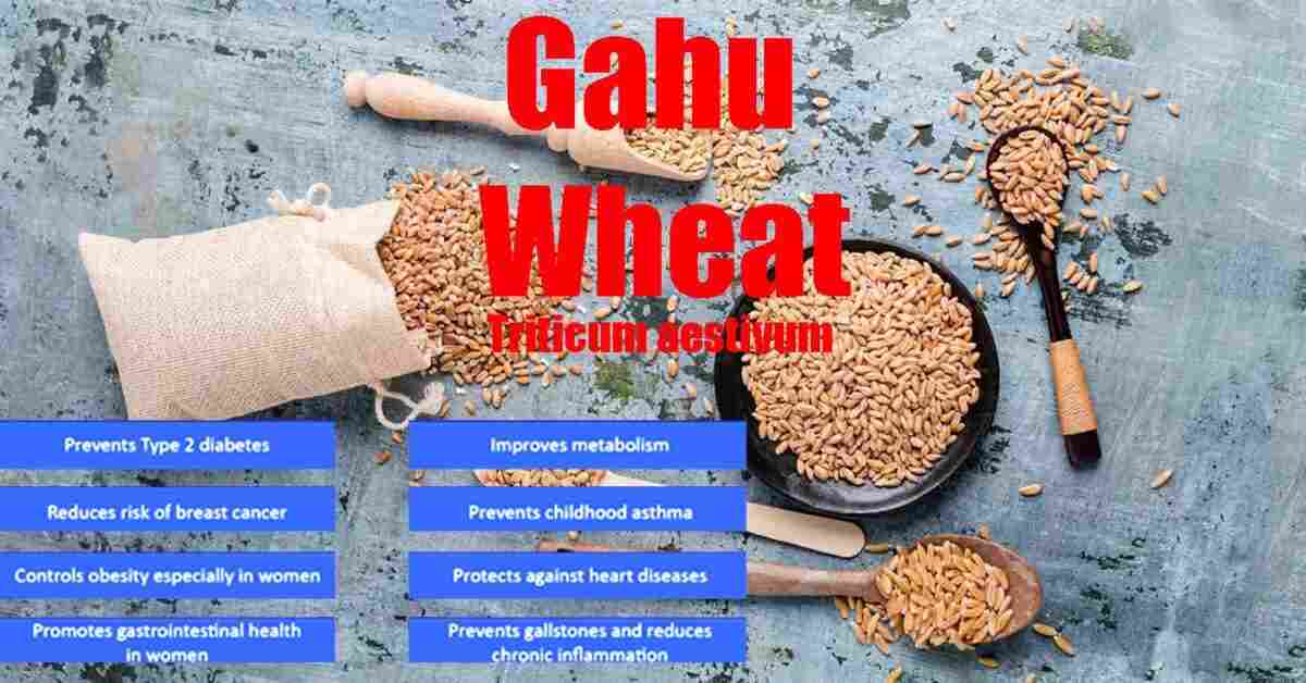 Gahu: Wheat: Triticum aestivum Benefits, Uses, Precautions, and More!