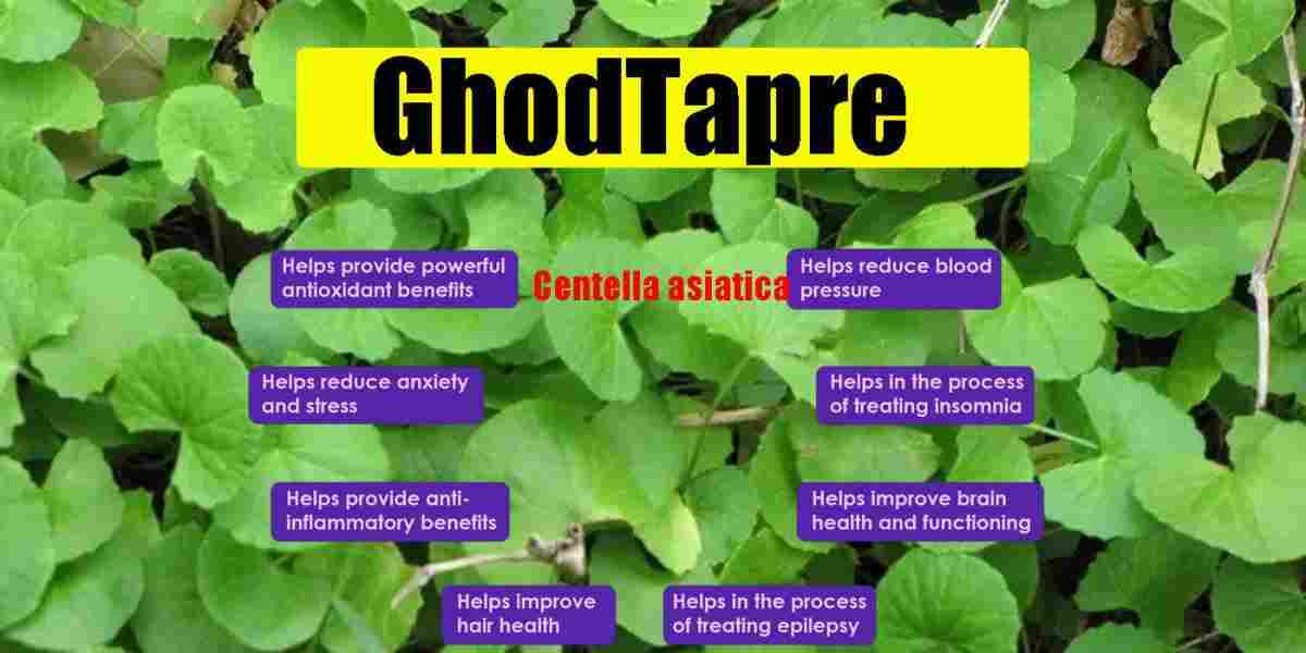 Ghodtapre: Mandukaparni: Gotu Kola: Centella asiatica Benefiits, Uses & More!
