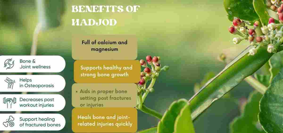 Hadjod: Cissus quadrangularis Benefits, Uses & More!