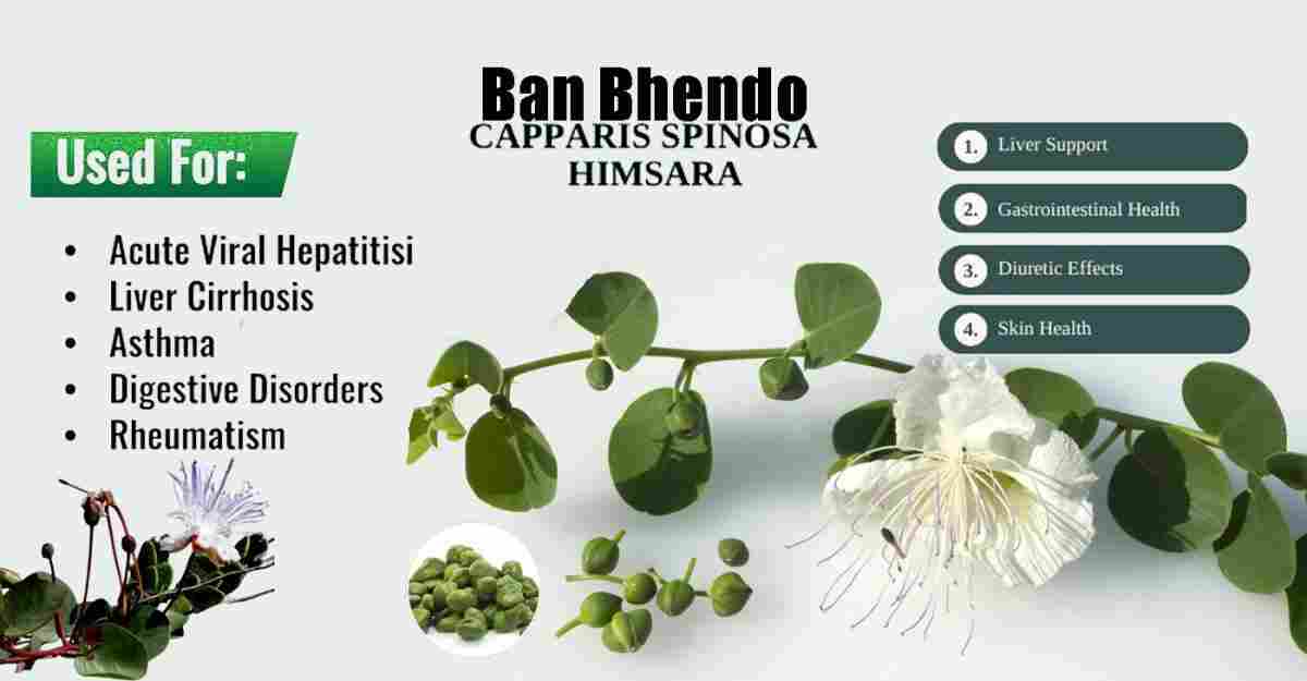 Himsra: Capparis spinose: Ban Bhendo Benefits, Uses & More!