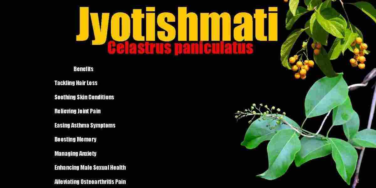 Jyotishmati: Malkangani: Celastrus paniculatus Benefits, Uses & More!