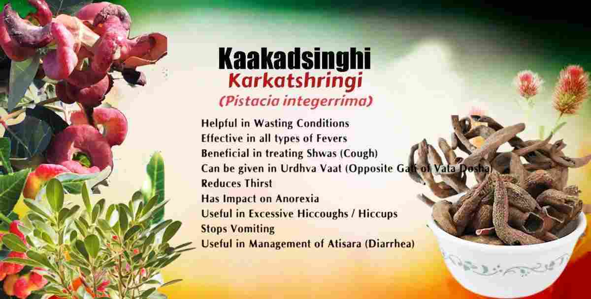 Kaakadsinghi: Karkatshringi: Pistacia integerrima Benefits,Uses & More!