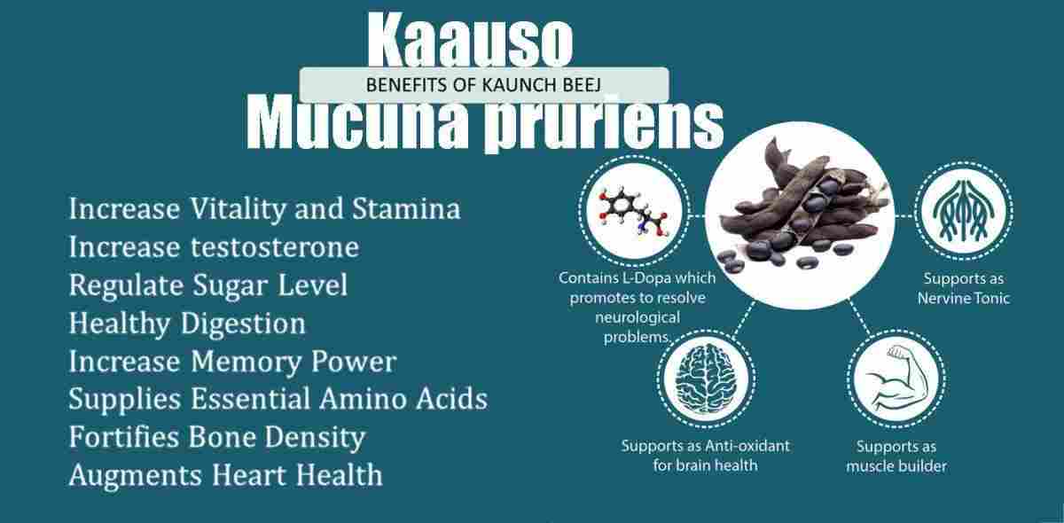 Kaauso: Kaunch Beej: Mucuna pruriens Benefits, Uses & More!