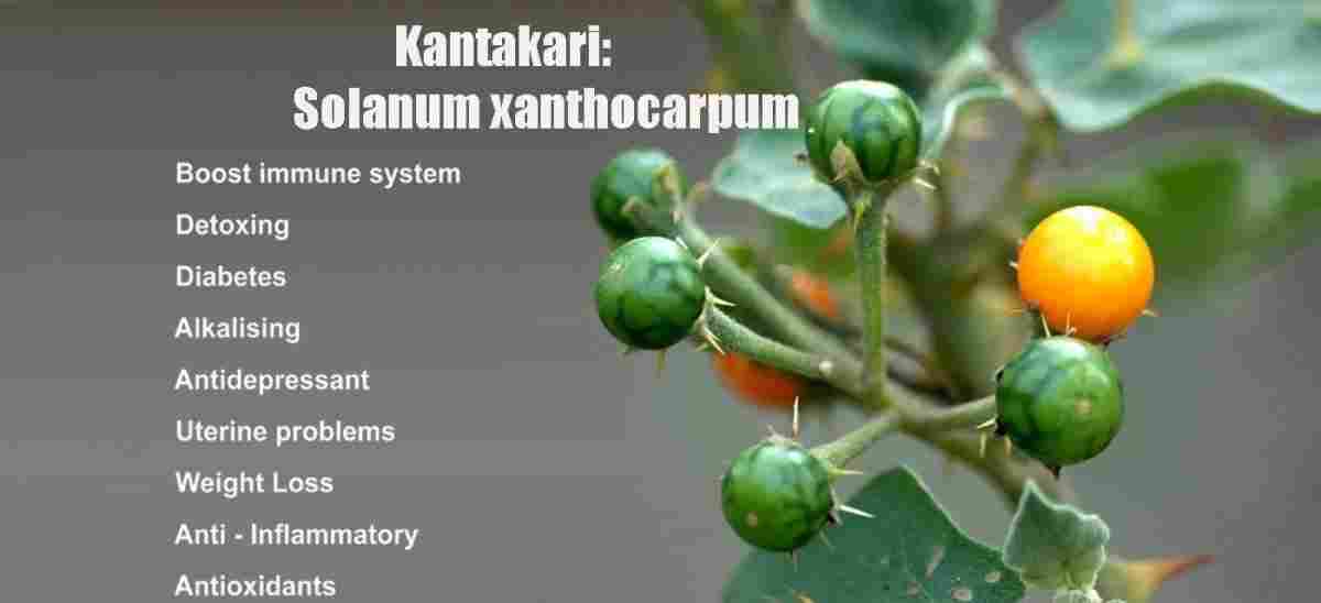 Kantakari: Solanum xanthocarpum Benefits, Uses & More!