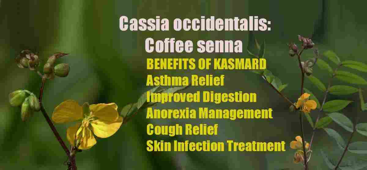 Kasmard: Cassia occidentalis: Coffee senna Benefits & More!