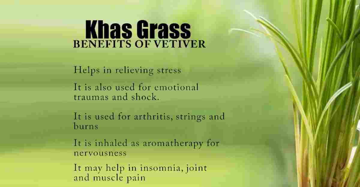 Khas: Vetiveria zizanioides: Ushira Benefits, Uses & More!
