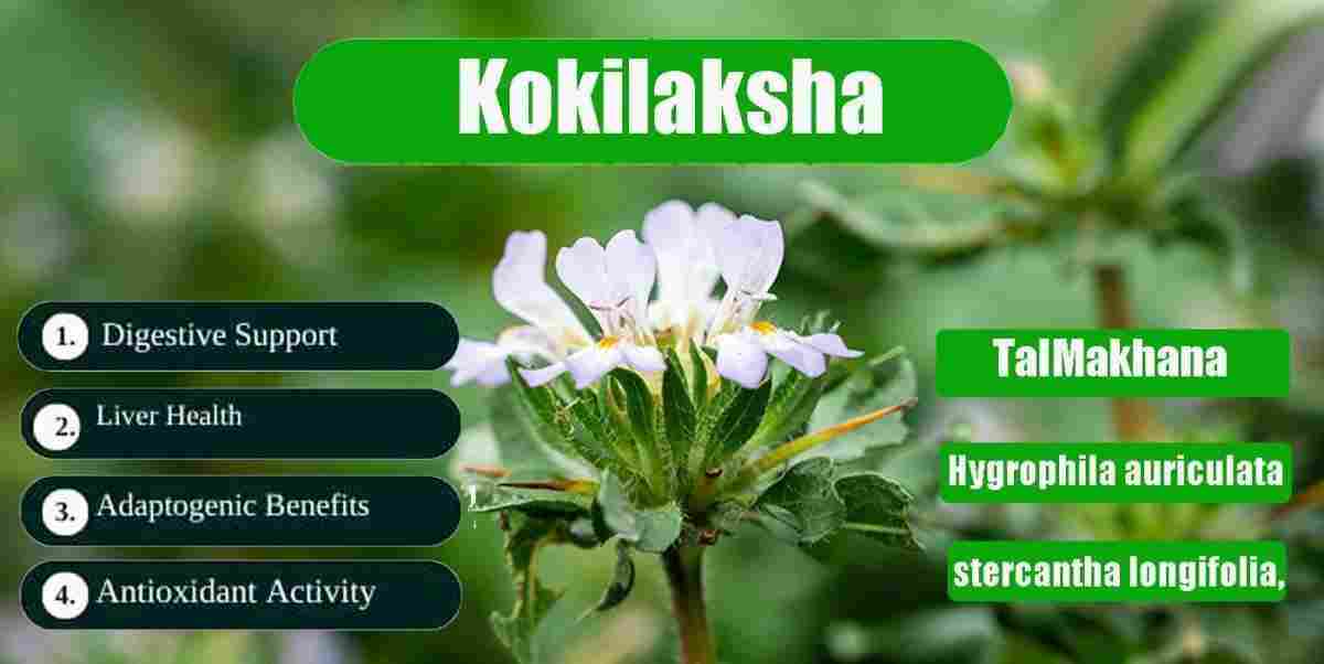 Kokilaksha: TalMakhana: Hygrophila auriculata Benefits & More!