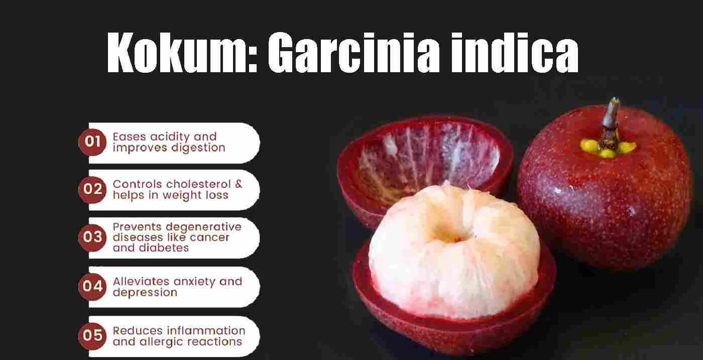 Kokum: Garcinia indica: Kokam Benefits, Uses &More!