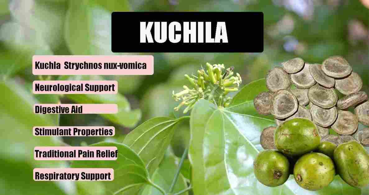 Kuchila: Kuchla: Strychnos nux-vomica Benefits, Uses & More!
