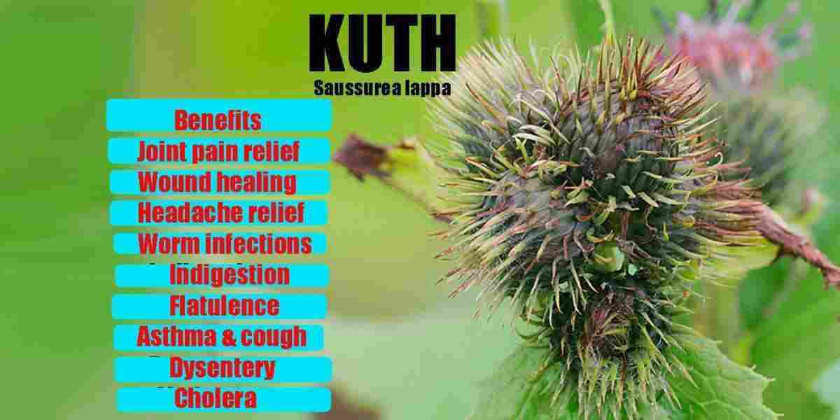 Kuth: Saussurea lappa: Saussurea costus: Benefits & More!
