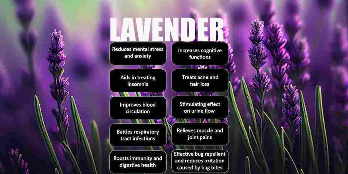 Lavender: Lavandula stoechas: Lavandula officinarum Benefits & More!