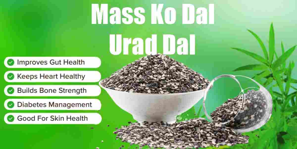Maas ko Daal: Urad Dal: Black Lentils Uses, Benefits, and Precautions
