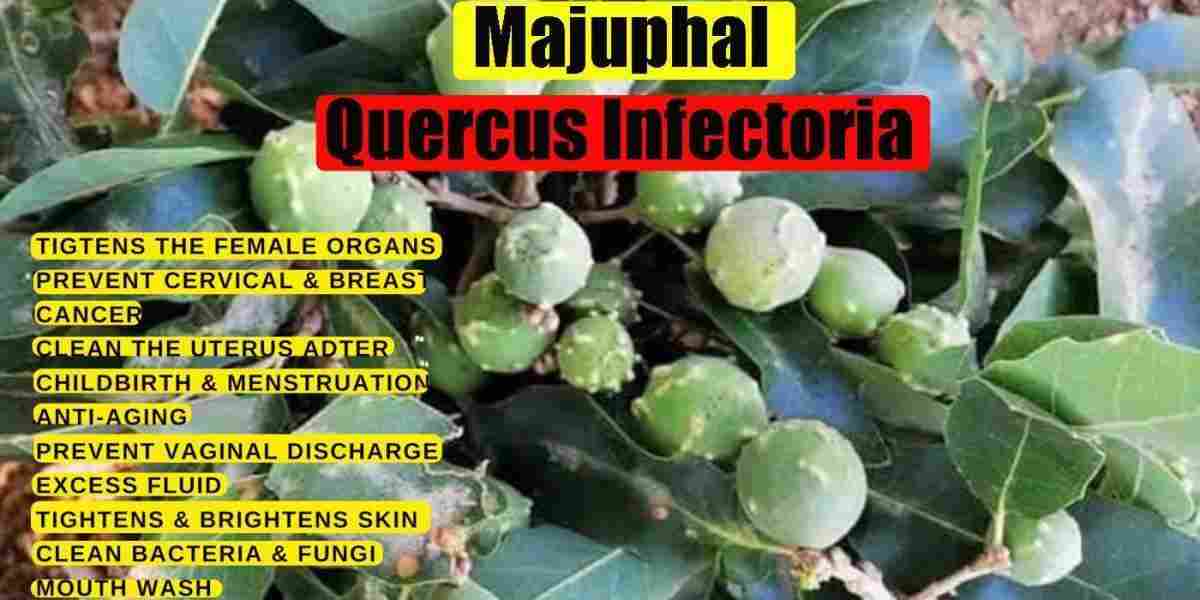 Majuphal: oak galls: Quercus Infectoria Benefits, Uses, & More!