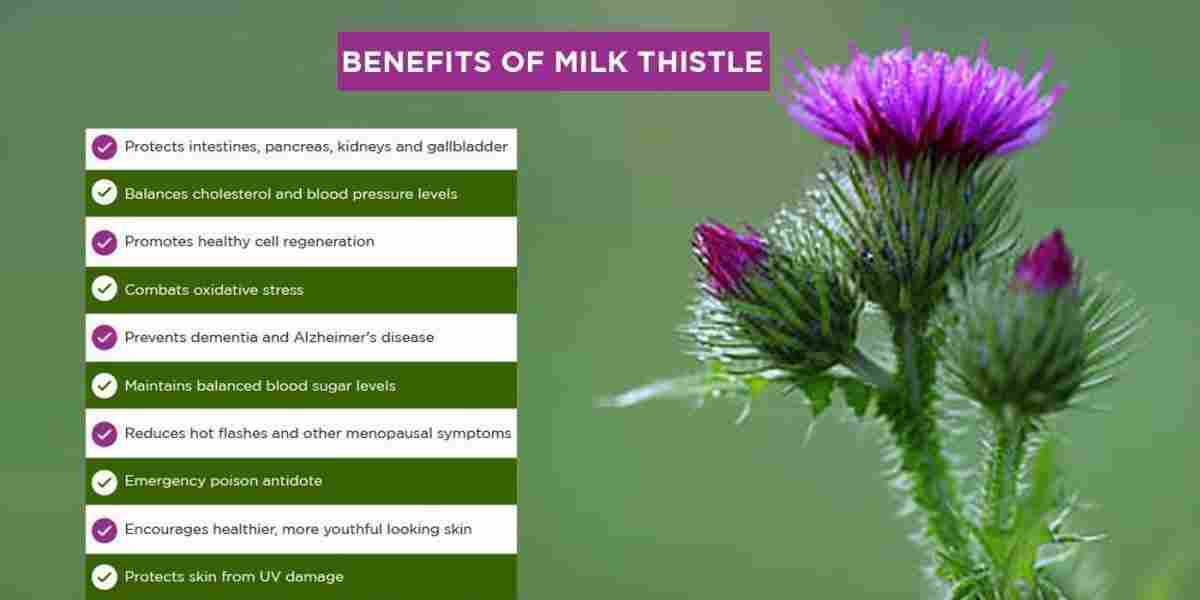Milk thistle: Silybum marianum Benefits, uses & More!