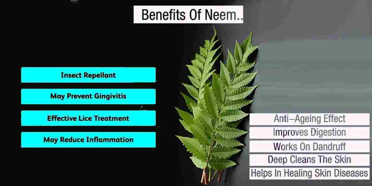 Neem: Azadirachta indica Benefits, Uses, Precaution & More!