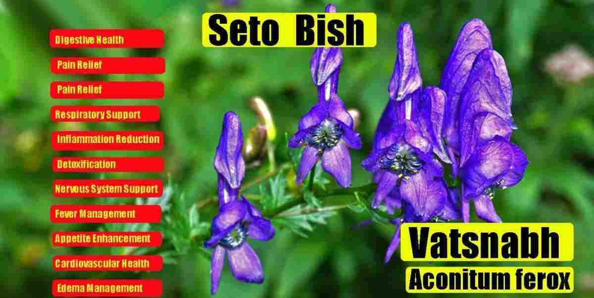 Seto bish: Vatsnabh: Aconitum ferox Uses, Benefits, and Precautions