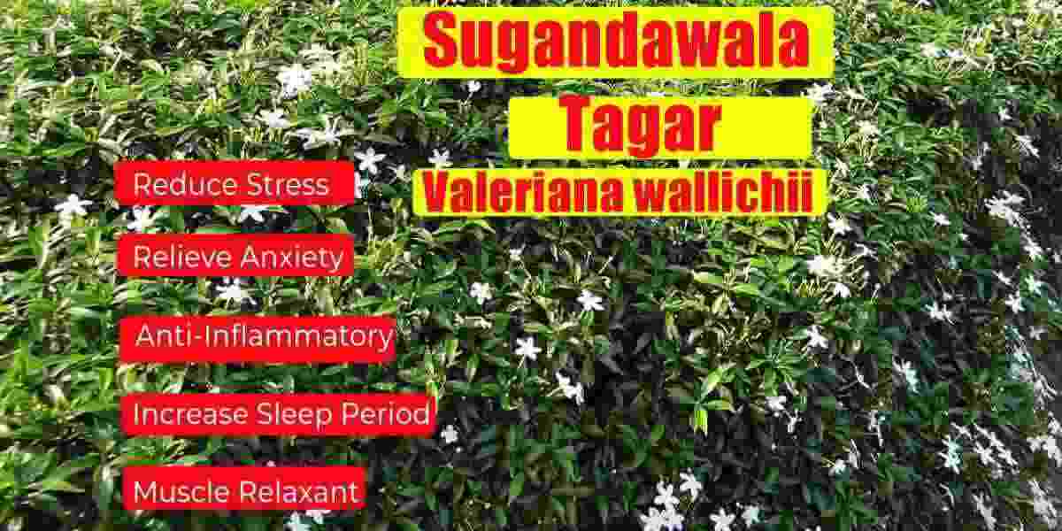 Sugandawala: Tagar: Valeriana wallichii Precautions, Ways of Using, and Benefits