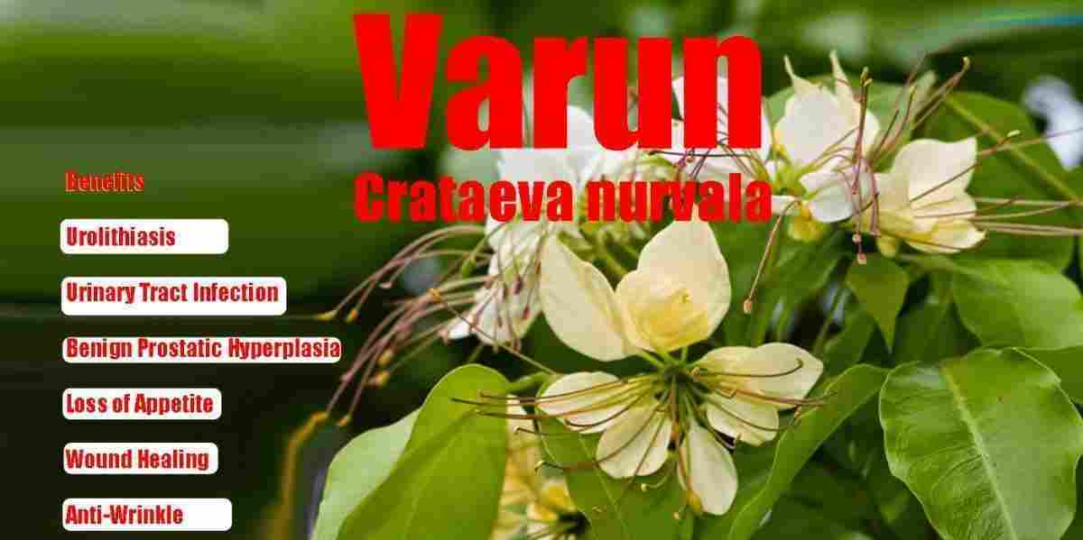 Varun: Health Benefits, Uses, and Precautions for Safe and Effective Use