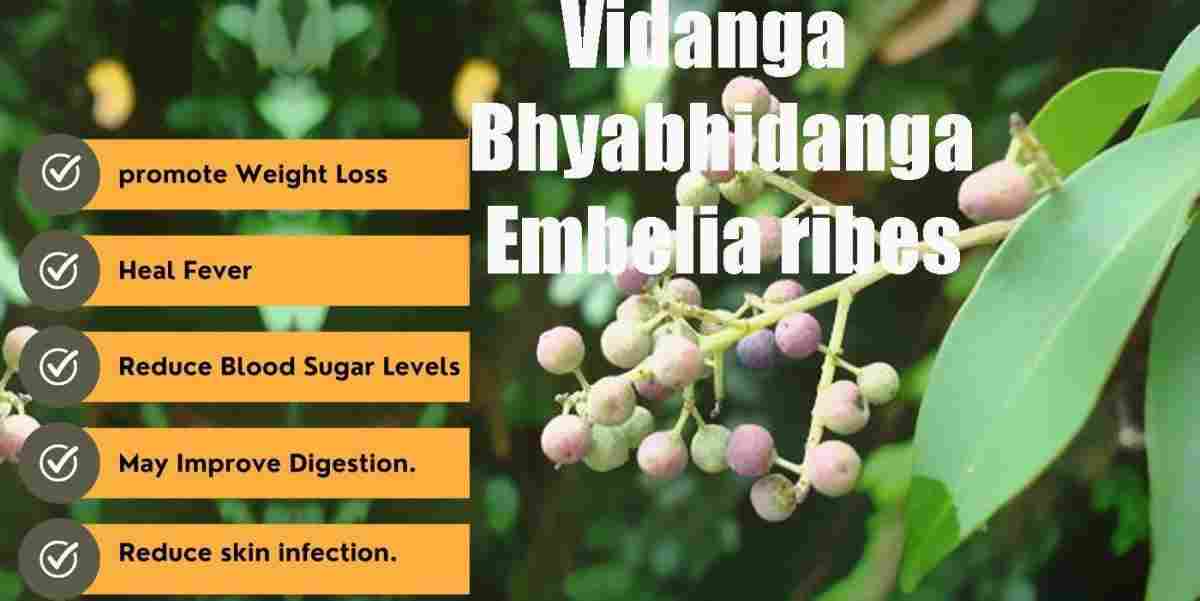Vidanga: bhyabhidanga: Embelia ribes Precautions, Ways of Using, Benefits
