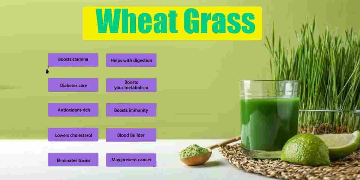 Wheat Grass Benefits, Nutritional Value, and Precautions