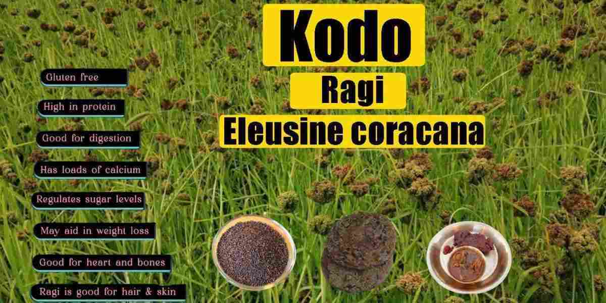 Kodo: Ragi: Eleusine coracana Benefits, Uses, Precaution & More!